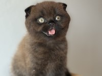 Scottish fold çikolata Point
