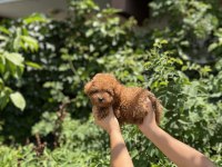 Orjinel Poodle Bebekler