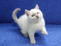 YENİ YUVASINA GİTMEYE HAZIR BRİTİSH PONÇİK