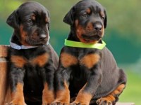 SİYAH VE KIZIL DOBERMAN ASİLLER