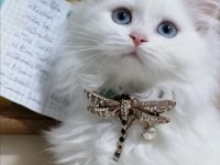 Scottish longhair yavrular 2 dişi 2 erkek