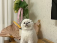 SCOTTISH FOLD BLUE POİNT YAVRULARIM