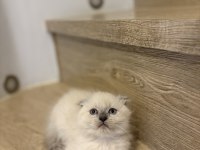 SCOTTISH FOLD LONGHAIR YAVRULARIM