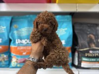 TOY POODLE YAVRULARI