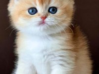 Kusursuz Güzelliğiyle Golden Ny12 British Shorthair