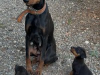 Sağlık ve ırk garantili doberman yavrularımız