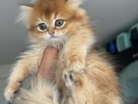 En güzel golden british shorthair ve longhair bebekler