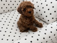 Ev üretimi garantili toy poodle