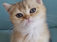 Golden british shorthair yavrular