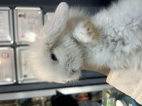 HOLLANDA LOP TAVŞANI YAVRULARI