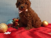 Irk ve sağlık garantili orijinal anne altından poodle