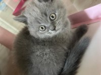 BOL YANAKLI BRITISH SHORTHAIR ERKEK