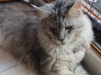 3xxxl 1 dişi ve 1 erkek eş takım maine coon