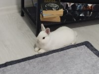 Netherland Dwarf Cüce Tavşan 1 Yaşında ve Tüm Eşyaları