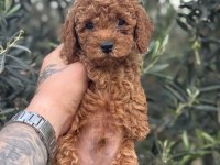 BEBEK YÜZ POODLE YAVRULARIMIZ HAZIR