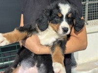 Petmode köpek çiftliğinde ziyarete açık bernese
