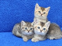 YENİ YUVASINA GİTMEYE HAZIR BRİTİSH PONÇİKLER