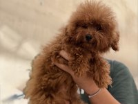 KORE POODLE TEACUP