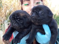 SIYAH BLACK PUG YAVRULARIMIZ