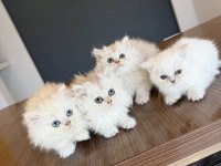 KEDİCİDEN BRITIS LONGHAIR NS1133 ÖZEL IRK YAVRULAR ANK