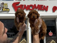 Toy Poodle yavrular hazır Ankara mağazamızda görün