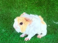Rengarenk sevimli ginepigler