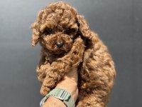 Petmode köpek çiftliğinde ziyarete açık toy poodle
