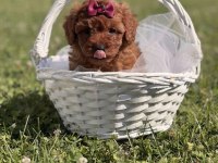 Süper kore toy poodle yavrularımız