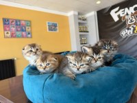 GOLDEN SCOTTISH FOLD YAVRULARIMIZ ANKARA MAĞAZAMIZDA