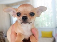 safkan elma kafa chihuahua dişi bebek Çorlu