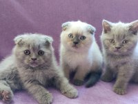 Scottish Fold Yavrularımız