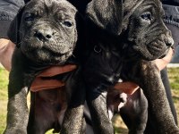 Son 2 adet erkek cane corso