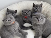 BRITISH SHORTHAİR & SCOTTISH FOLD YAVRULARIM