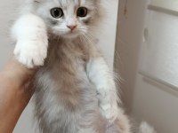 BİRİTİSH DİŞİ YAVRUMUZ