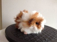Her Irk Guinea Pig Yavrusu Adrese Teslim Hizmetimiz Vardır