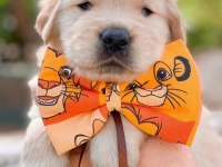 GOLDEN RETRİEVER KÖPEKLERİMİZ
