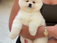 AYICIK SURAT POMERANİAN BOO