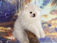 Pomeranian bebekler hazır