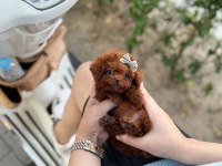 Orjinal Toy Poodle Yavruları
