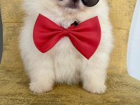 ORİJİNAL POMERANİAN BOO