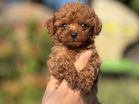 ÇİŞ EĞİTİMLİ SAĞLIK GARANTİLİ AŞILI TOY POODLE