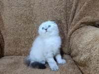 Scottish fold shorthair lynx point oğlumuz