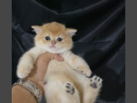 ÖZEL OLMAK İSTEYENE GOLDEN NY12 KEDİLERİMİZ