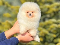 Ayı surat pomeranian