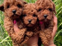 Toy poodle yavru