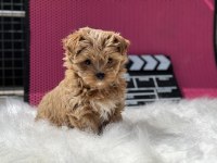 Petmode köpek çiftliğinden tea cup morkie yavrumuz
