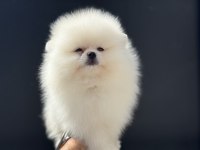 Petmode köpek çiftliğinde ziyarete açık pomeranian