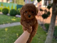 RED TOY POODLE YAVRULARI