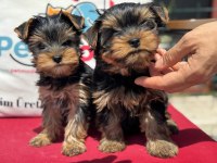 Petmode köpek çiftliğinden tea cup yorkshire terrier