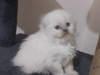 SCOTTISH FOLD ERKEK açıklamayı lütfen okuyunuz